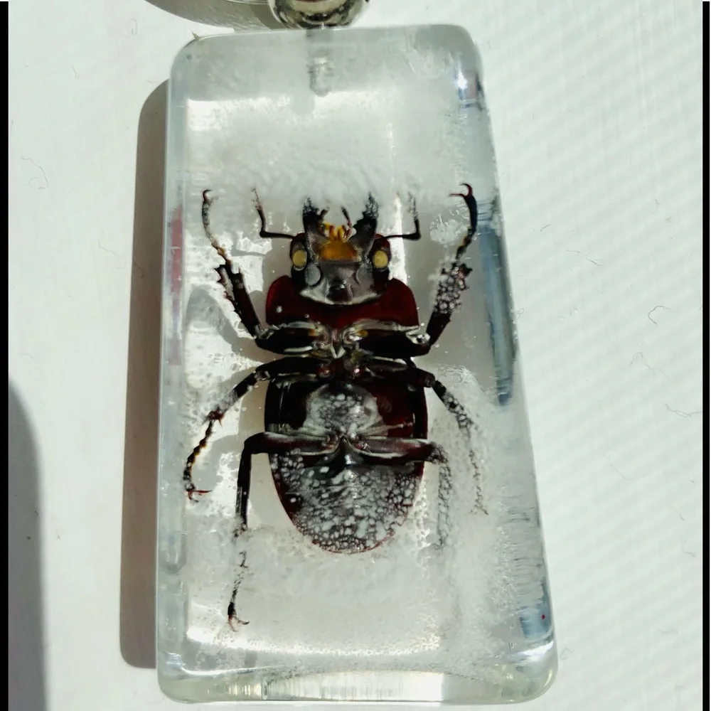Natural beetle in acrylic resin keychain